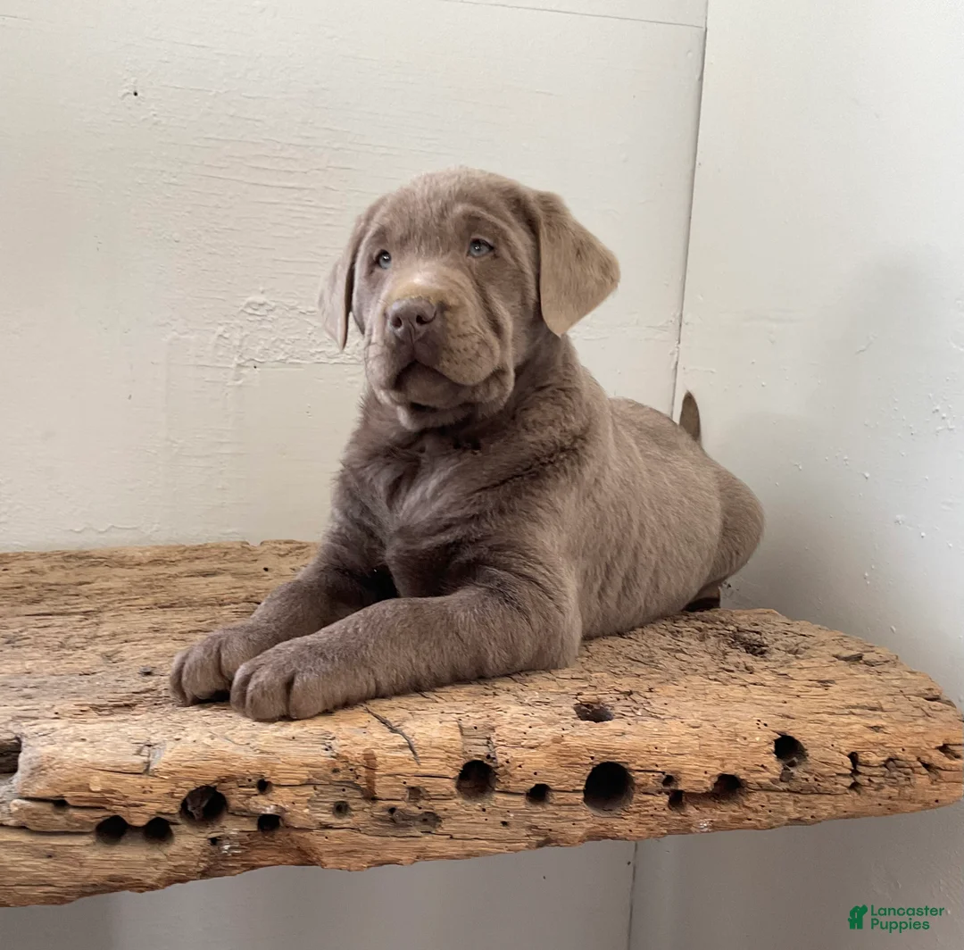 Labrador Retriever dogs for sale: Moonlight  - Ad 5
