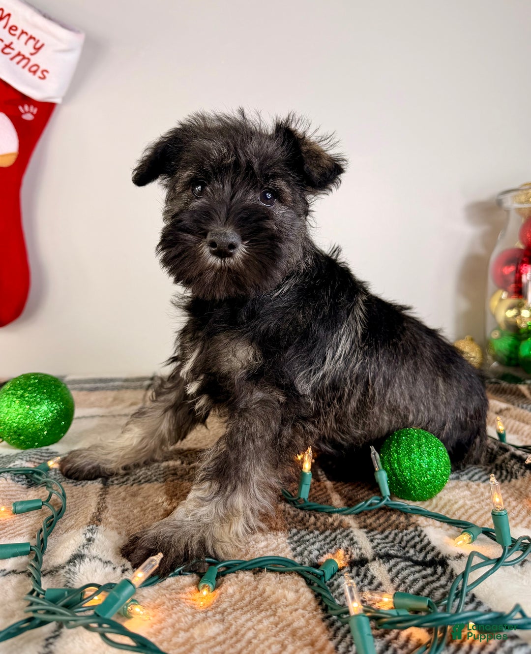 Miniature Schnauzer dogs for sale: AKC Minnie - Ad 4