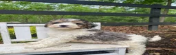 Bernedoodle dogs for sale: Rosco - Ad 9