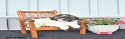 Shihpoo dogs for sale: Patrick - Ad 5