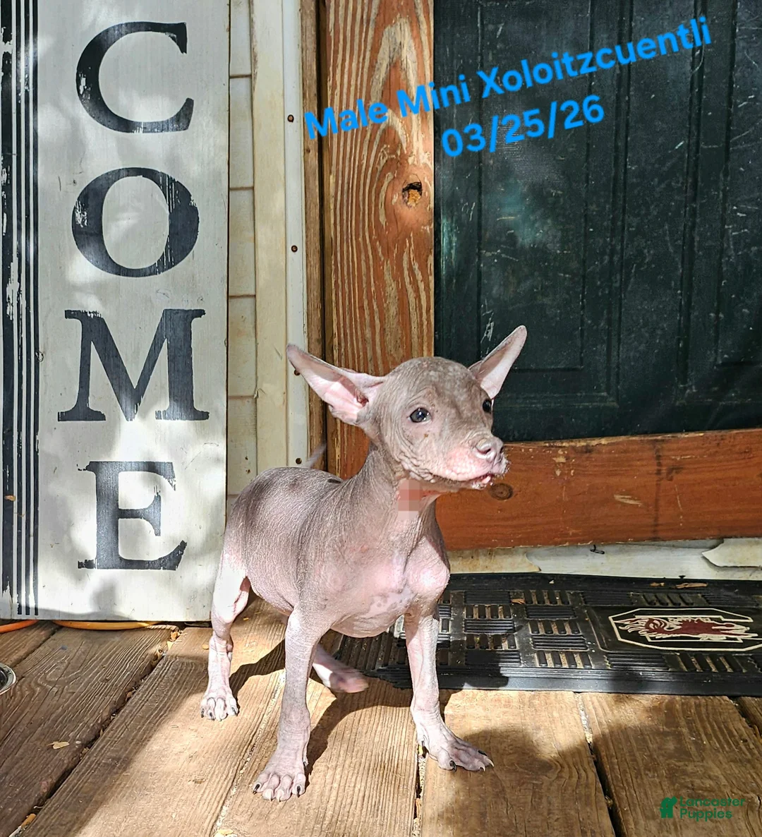 Xoloitzcuintle dogs for sale: Xoloitzcuintle Male Mini  - Ad 2