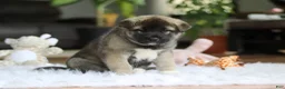 Akita dogs for sale: Ace - Ad 5