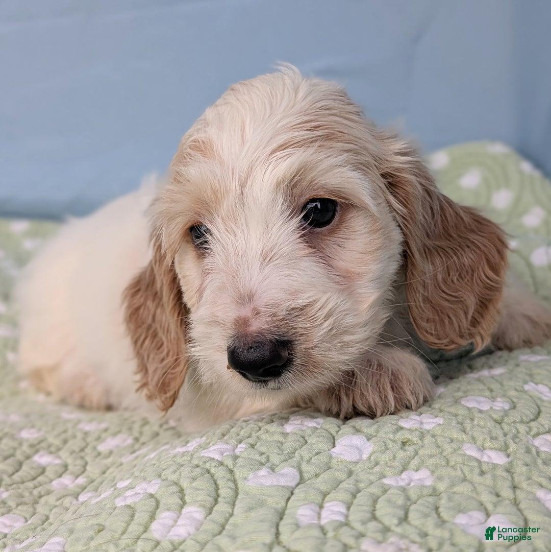 Miniature Dachshund dogs for sale: Bun Bun - Ad 7