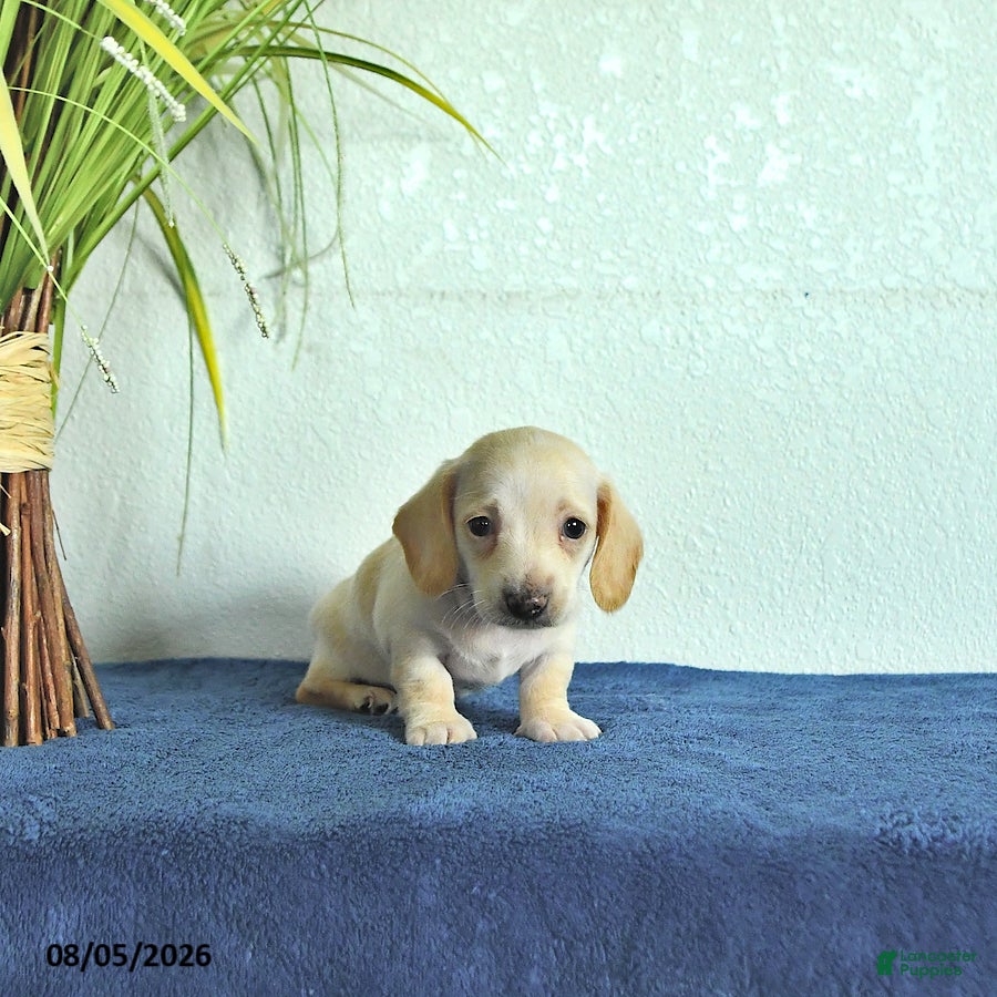 Miniature Dachshund dogs Milo - Ad 2