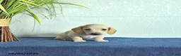 Miniature Dachshund dogs for sale: Milo - Ad 2