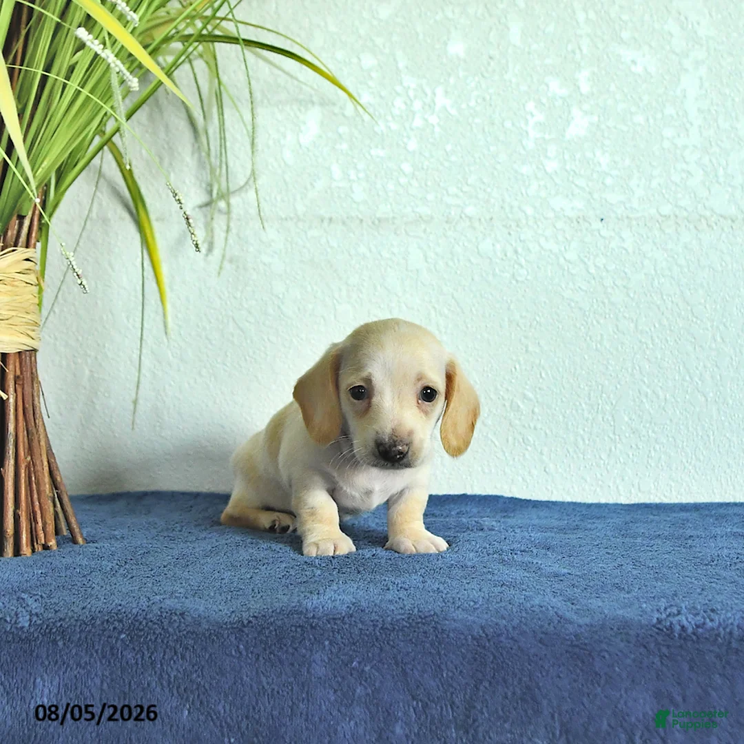 Miniature Dachshund dogs for sale: Milo - Ad 2