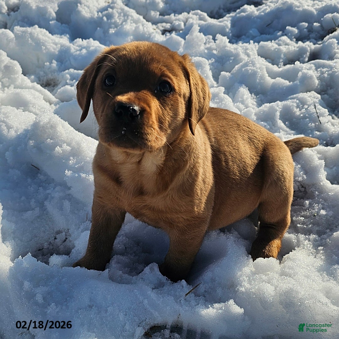 Labrador Retriever dogs Ashley - Ad 1