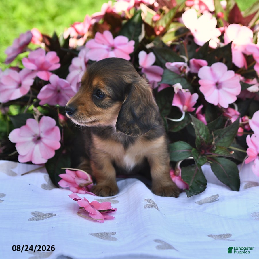 Miniature Dachshund dogs Sadie - Ad 2