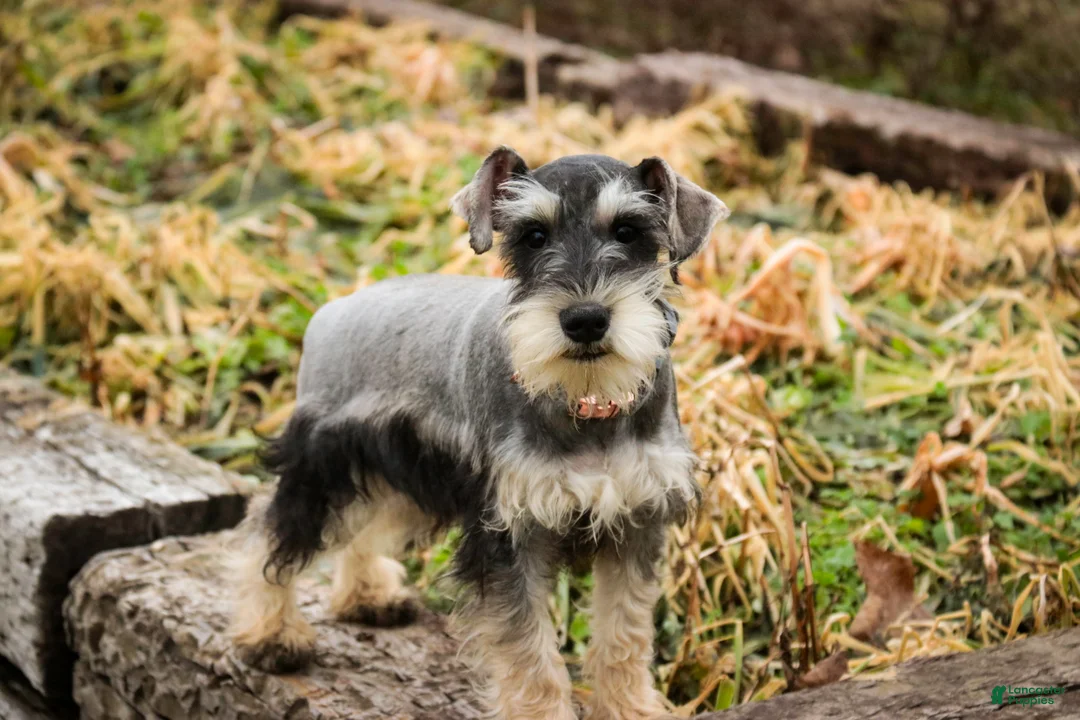 Miniature Schnauzer dogs for sale: Murphy - Ad 6
