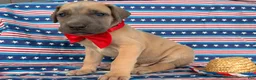 Great Dane dogs for sale: Peter Great Dane  - Ad 4