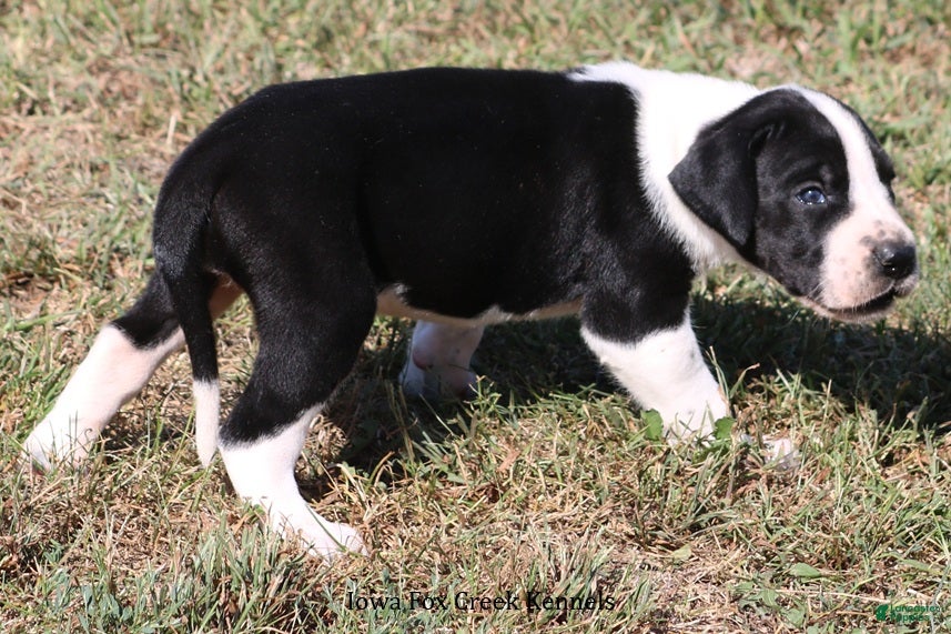 Great Dane dogs Great Dane 3 - Ad 2
