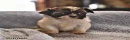 Shih Tzu dogs for sale: Mary - Ad 3