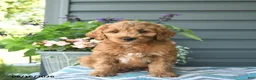 Mini Goldendoodle dogs for sale: Ash  - Ad 2