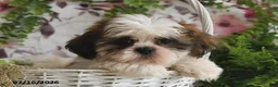 Shih Tzu dogs for sale: Cody - Ad 3