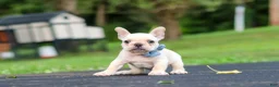 French Bulldog dogs for sale: Koby - Ad 5