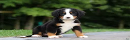 Bernese Mountain Dog dogs for sale: Josie - Ad 7