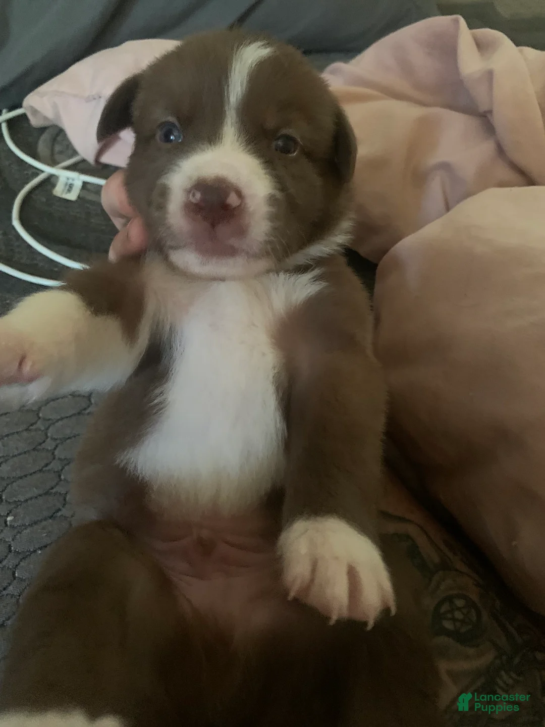 Australian Shepherd dogs for sale: Australian Shepherd 2 - Ad 1