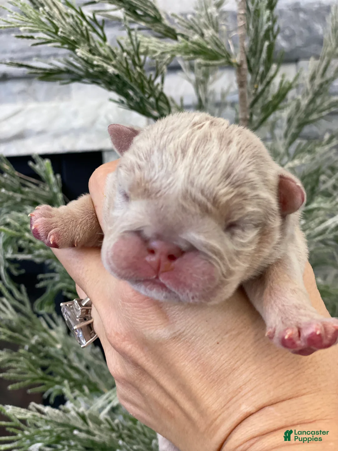 English Bulldog dogs for sale: Elio - Ad 1