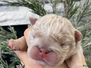 English Bulldog dogs Elio - Ad 28