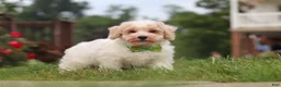 Bichpoo dogs for sale: Benji - Ad 9