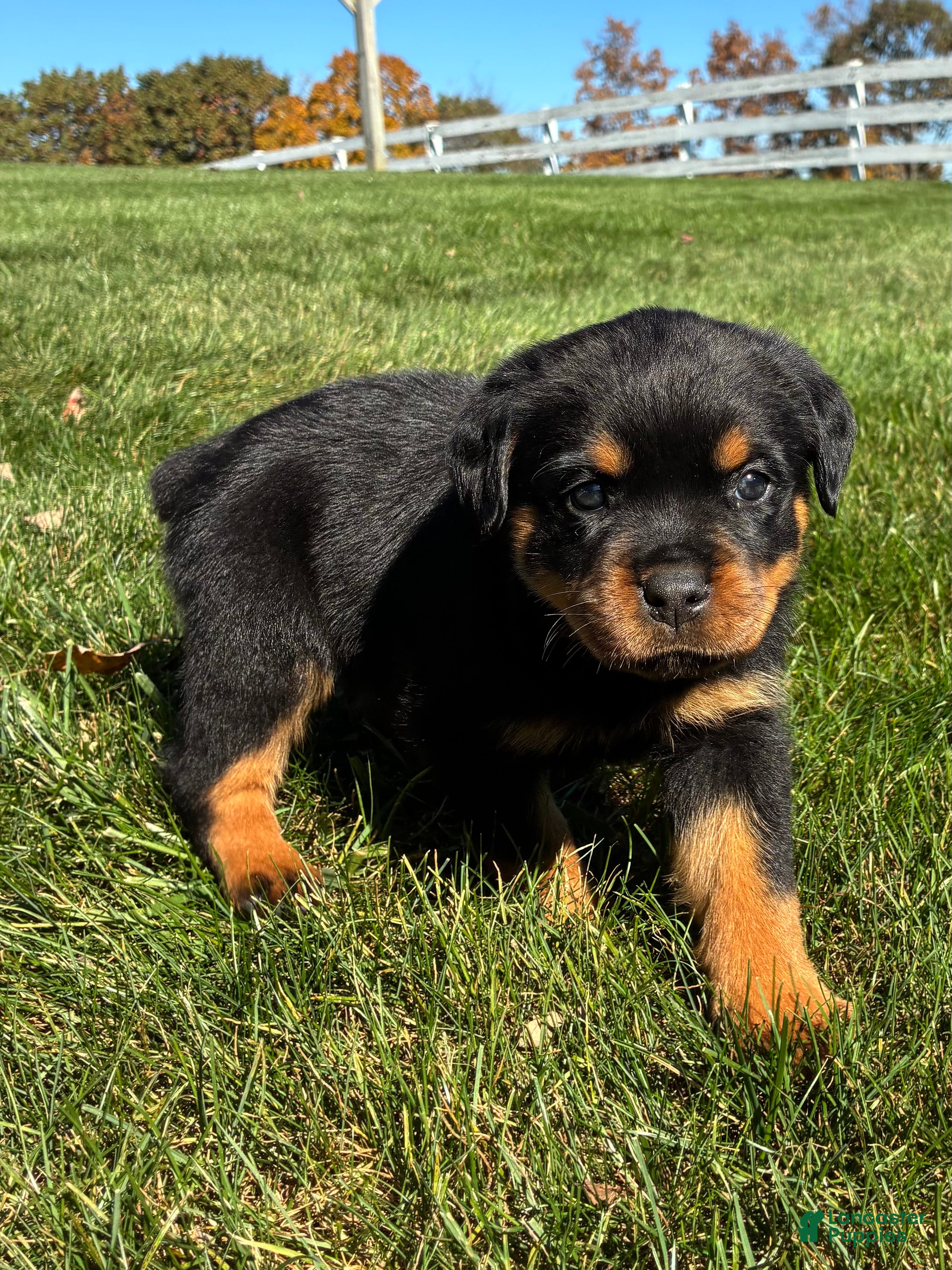 Rottweiler dogs for sale: River - Ad 2