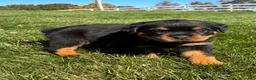 Rottweiler dogs for sale: River - Ad 2