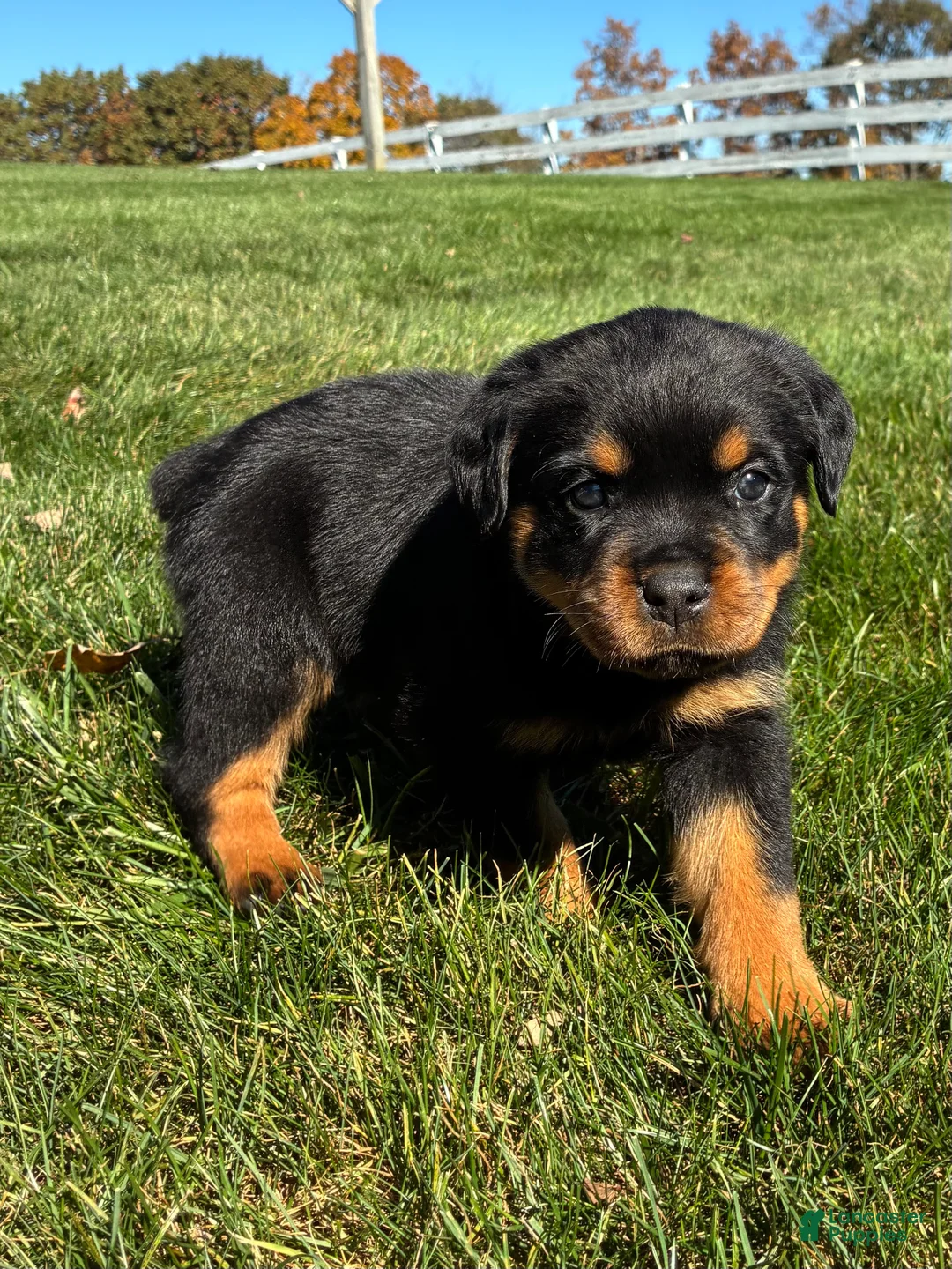Rottweiler dogs for sale: River - Ad 2