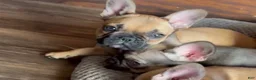 French Bulldog dogs for sale: HEIDI - Priceless Fawn Beauty! - Ad 1