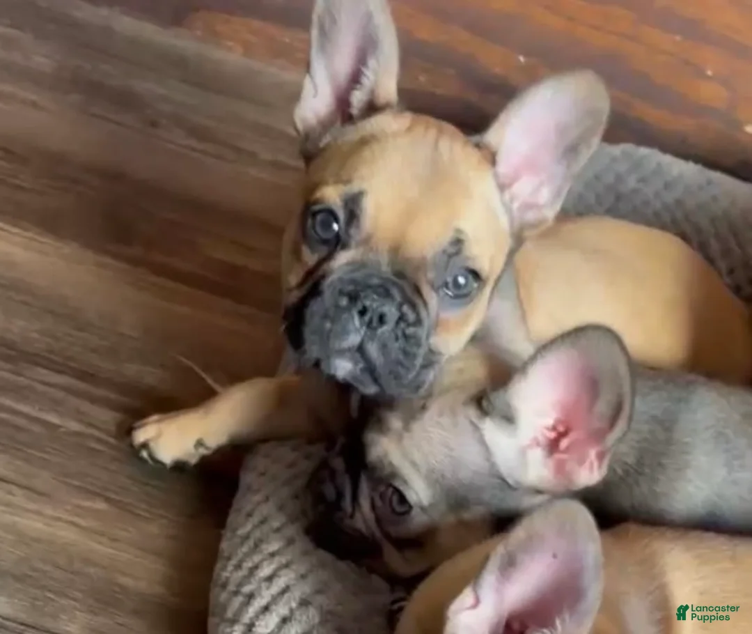 French Bulldog dogs for sale: HEIDI - Priceless Fawn Beauty! - Ad 1