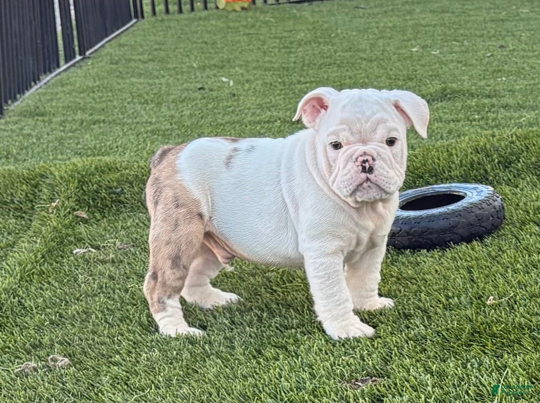 English Bulldog dogs for sale: Boston  - Ad 7