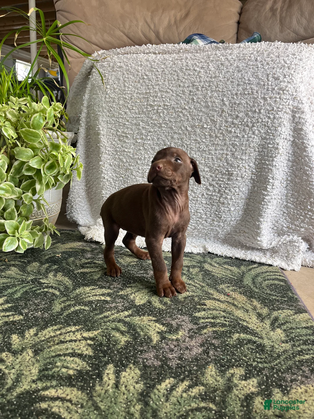 Doberman Pinscher dogs for sale: DAPHNE❤️🐾AKC Ears & Tail Docked❤️Call 717-548-2200 - Ad 2