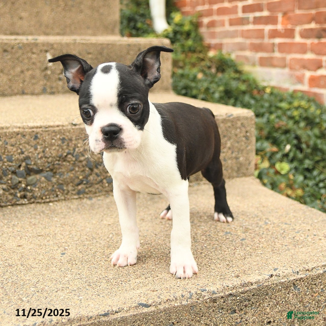 Boston Terrier dogs for sale: Jemma - Ad 2