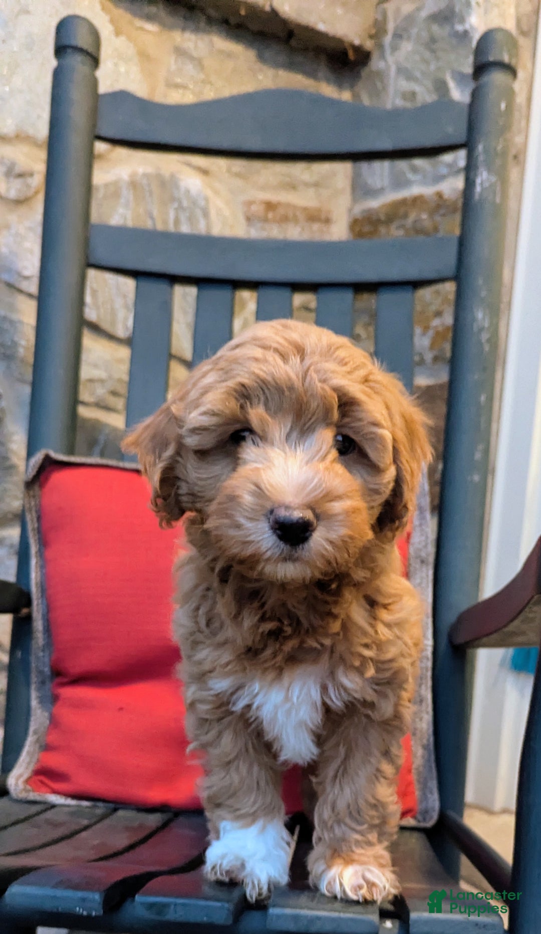Mini Aussiedoodle dogs for sale: Hazel - Ad 10