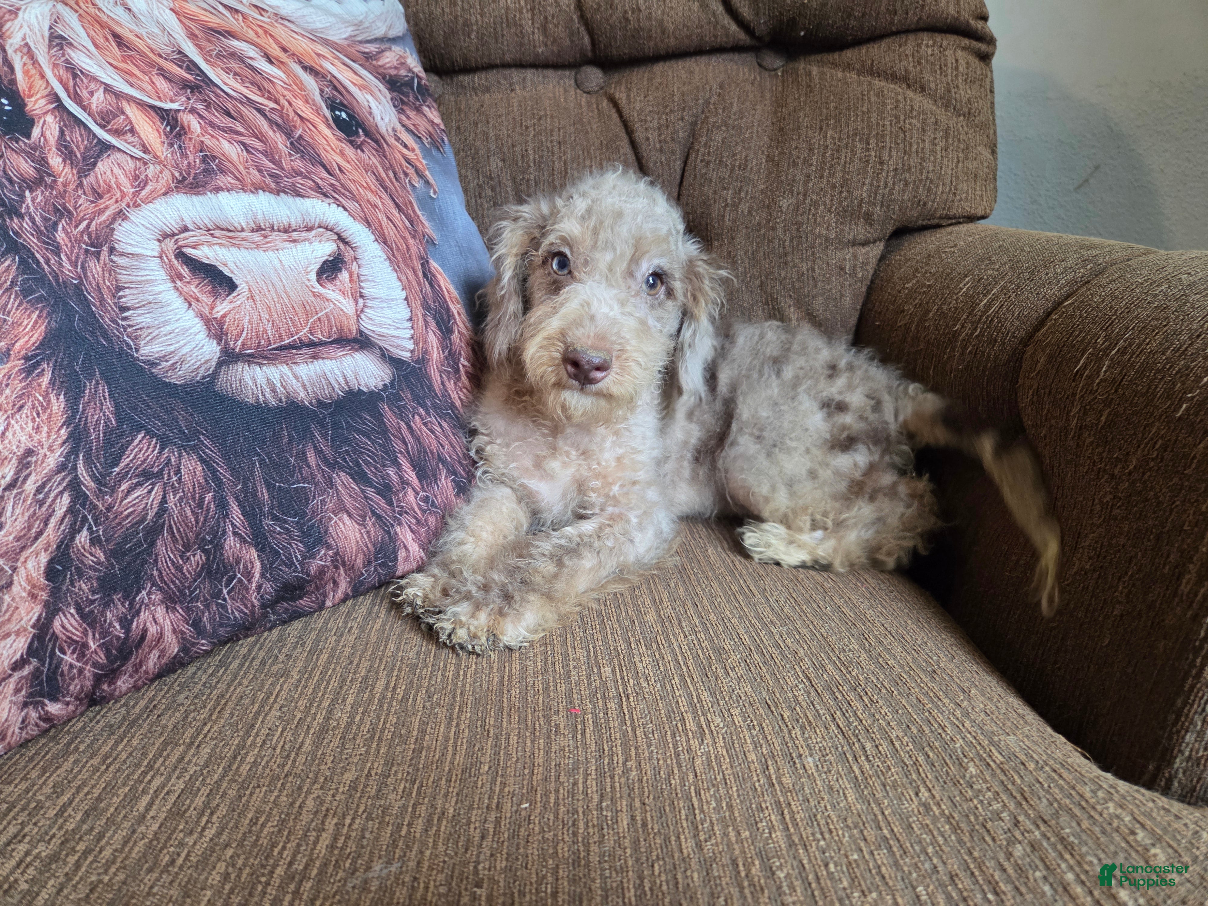 Boys, Cockapoo
