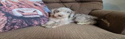 Cockapoo dogs for sale: Boys - Ad 4