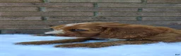 Irish Doodle dogs for sale: Echo - Ad 5