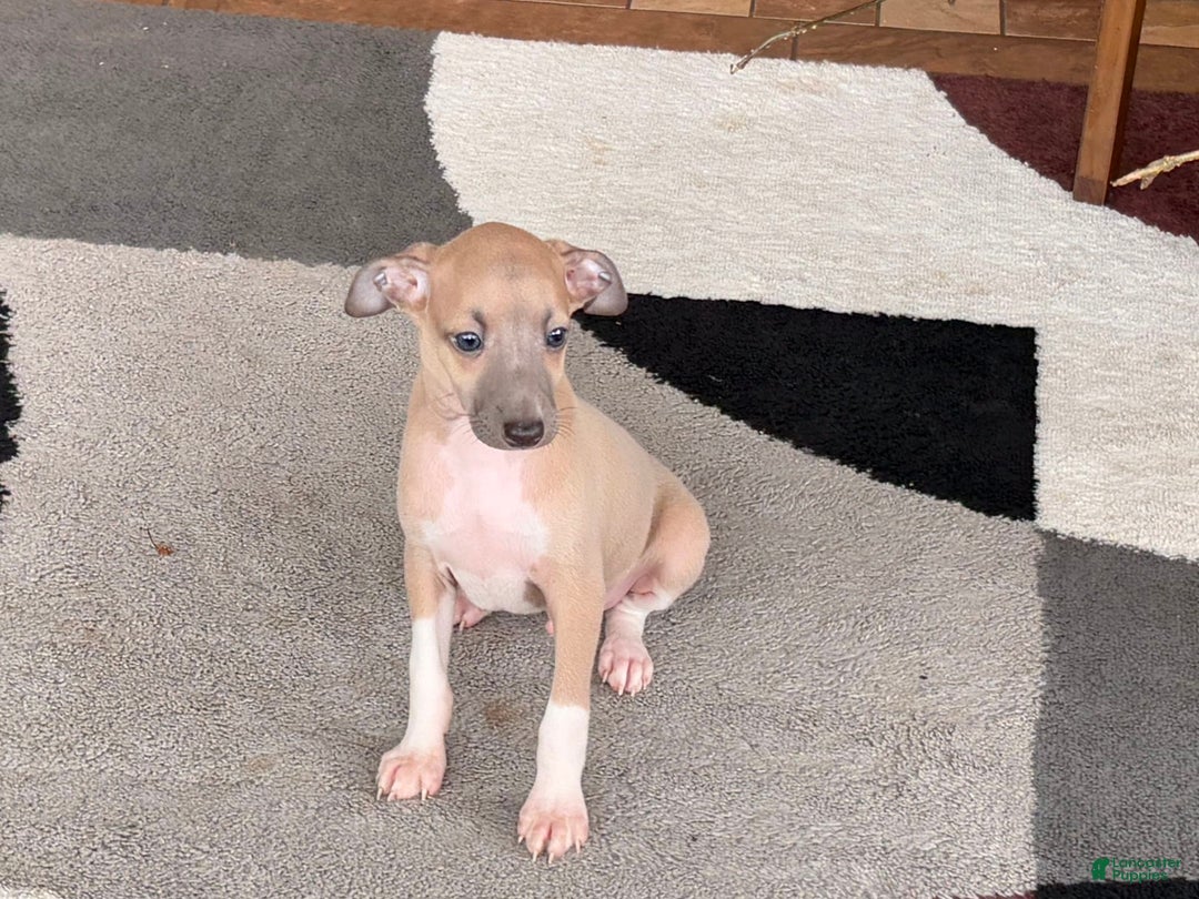 Italian Greyhound dogs for sale: Noah - Ad 8