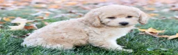 Bichpoo dogs for sale: Carmen - Ad 5