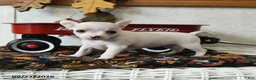 Chihuahua dogs for sale: Autumn - Ad 1