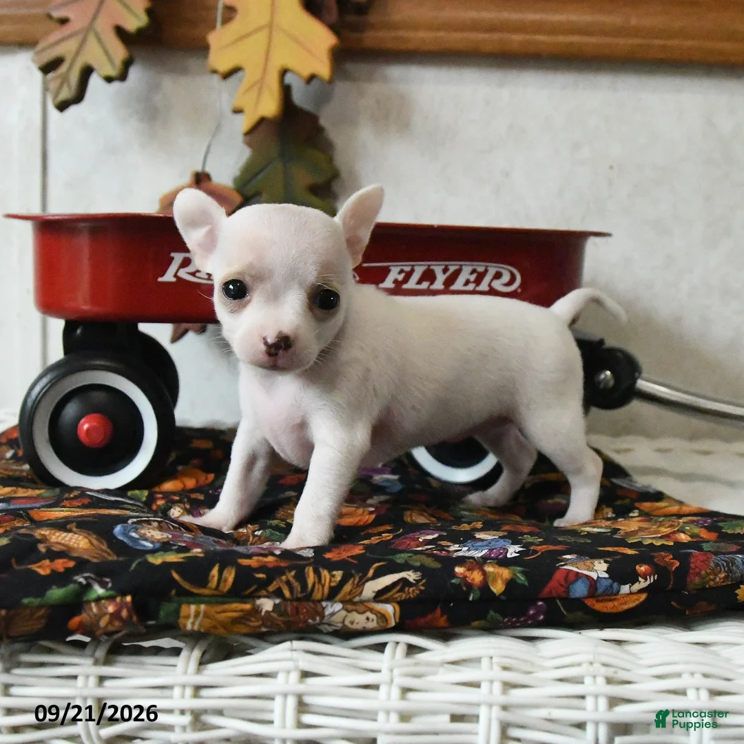 Chihuahua dogs for sale: Autumn - Ad 1