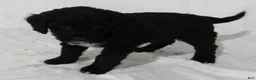 Bernedoodle dogs for sale: Joey - Ad 3