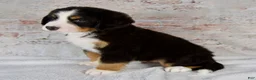 Bernese Mountain Dog dogs for sale: Rocky - Ad 4