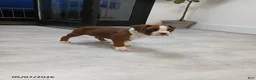 Boxer dogs for sale: Rolex - Ad 3