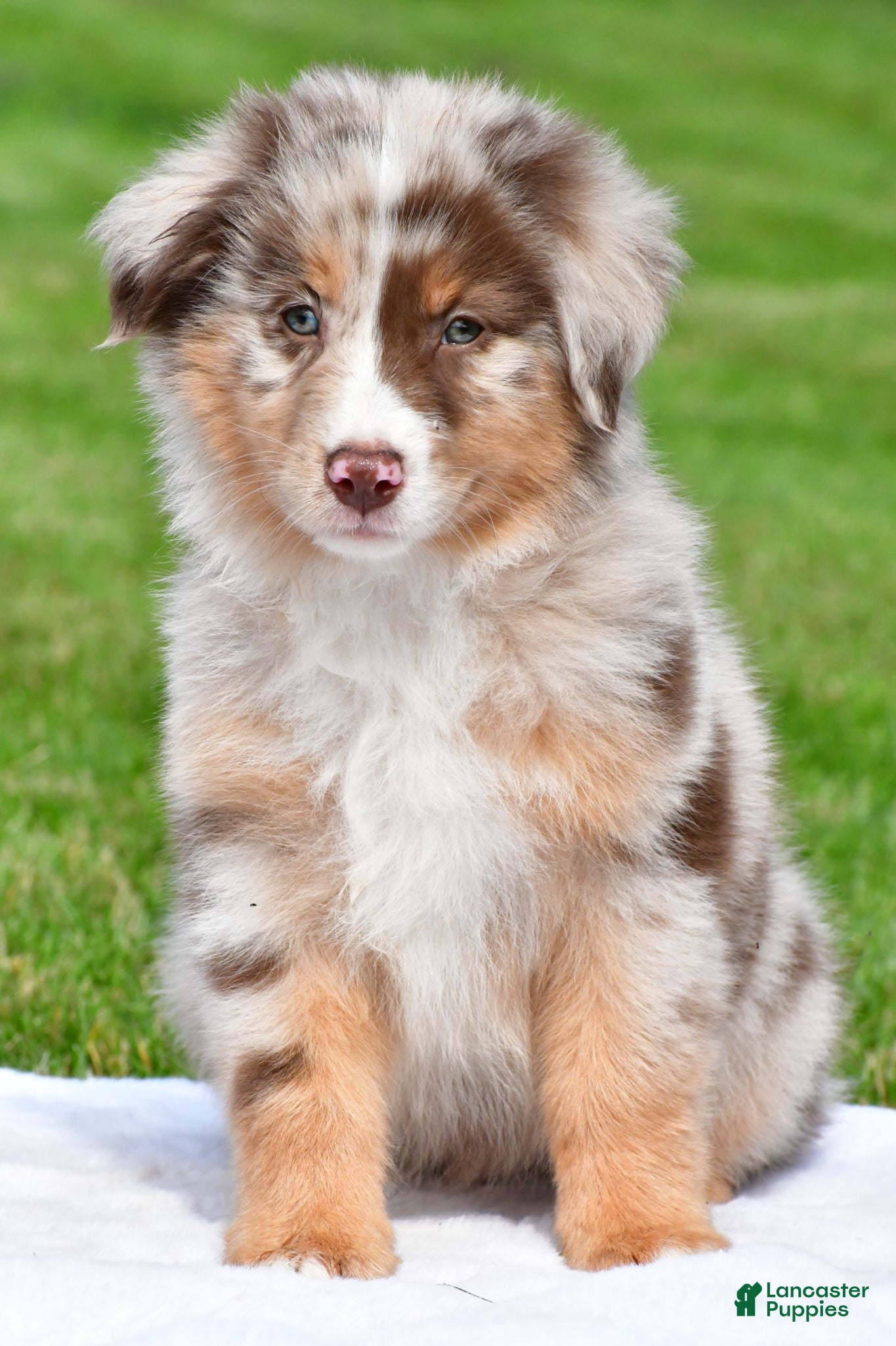 Australian Shepherd dogs Derek - Ad 2