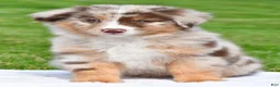 Australian Shepherd dogs for sale: Derek - Ad 2