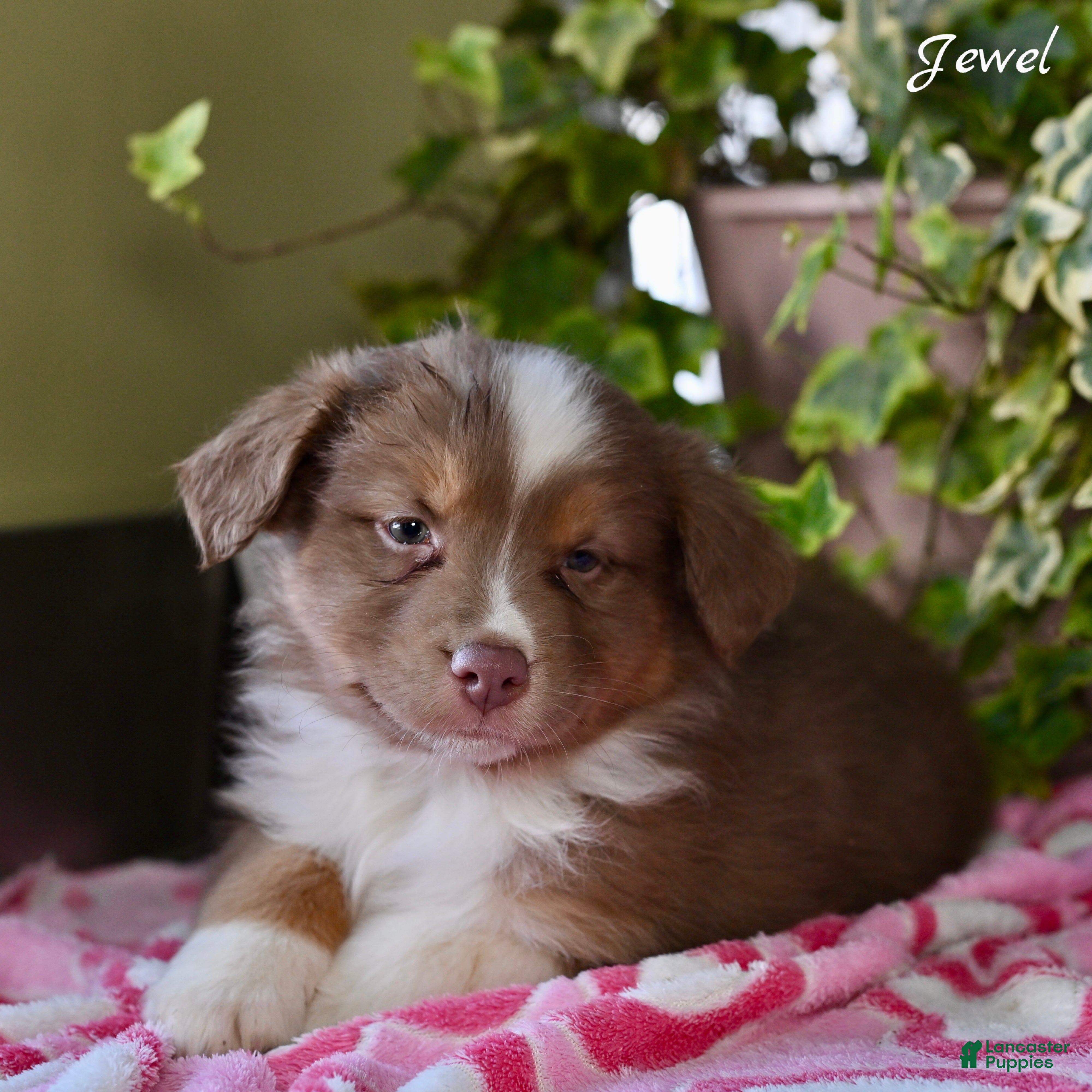 Australian Shepherd dogs Jewel - Ad 28