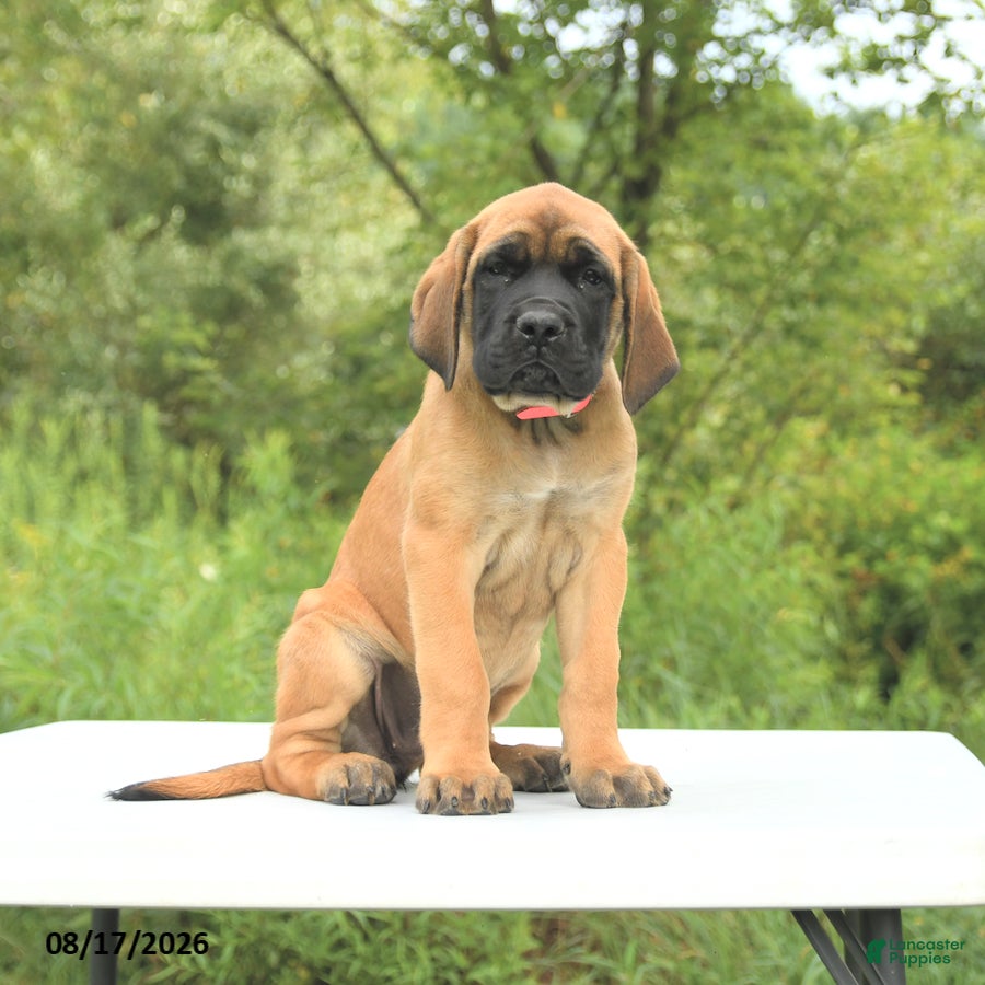 English Mastiff dogs Misty - Ad 1