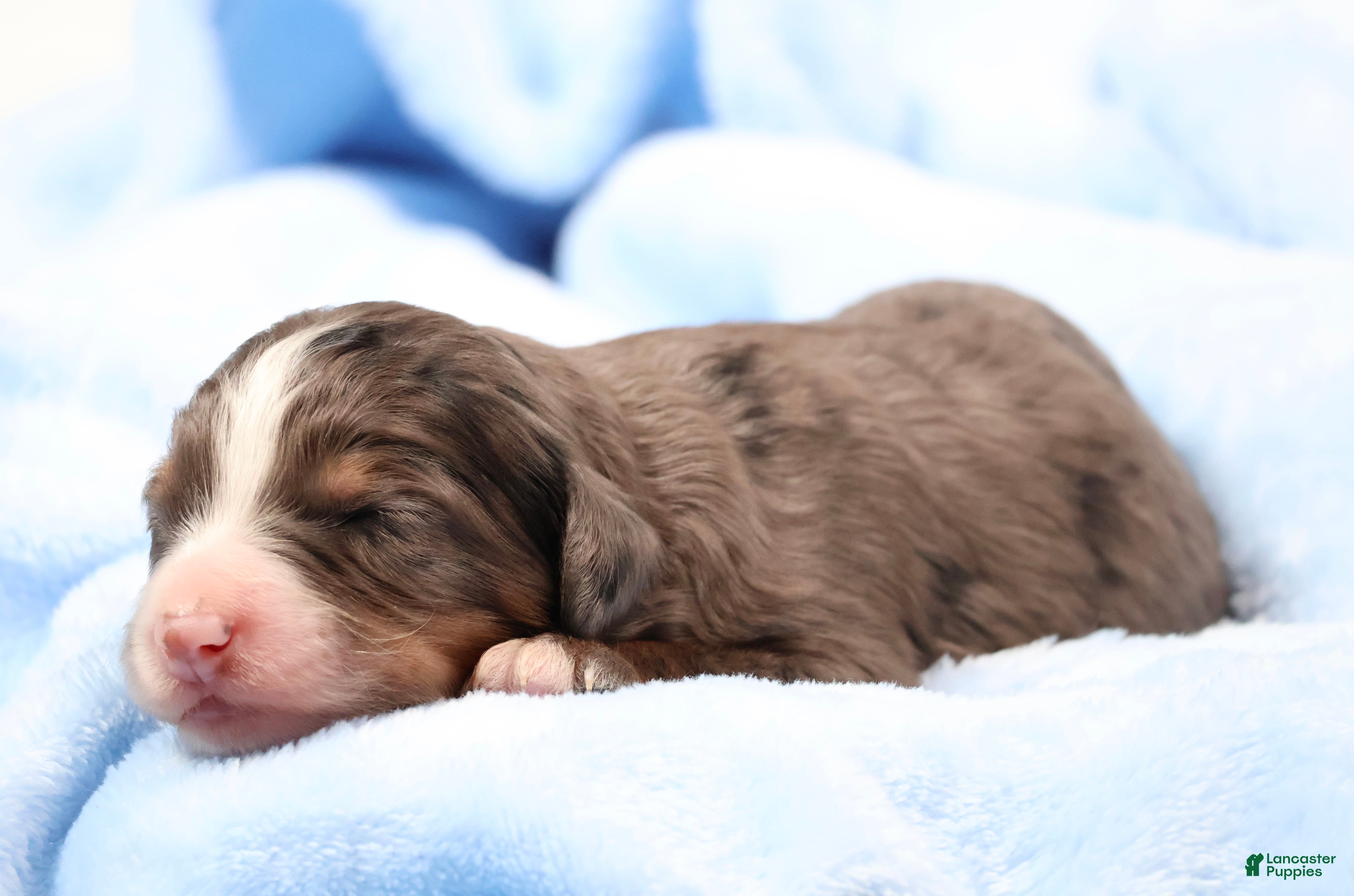 Mini Bernedoodle dogs Carter  - Ad 4