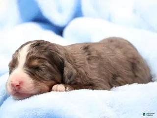 Mini Bernedoodle dogs Carter - Ad 4