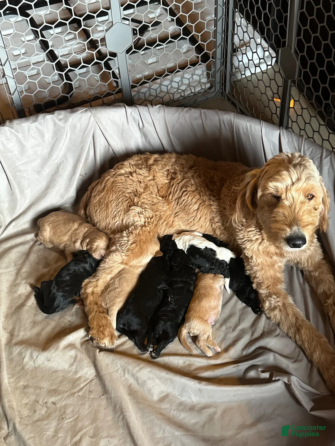 Goldendoodle dogs for sale: Goldendoodle 6 - Ad 2